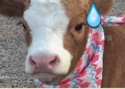 抖音吃瓜娱乐号,揭秘娱乐圈幕后故事，带你领略明星真实生活